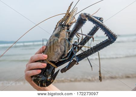 Close-up of giant river prawn or Macrobrachium rosenbergii at hand