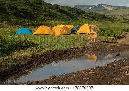 Dog guarding the camp in the brookvalley Spokoyny at the foot of outer north-eastern slope of caldera volcano Gorely.