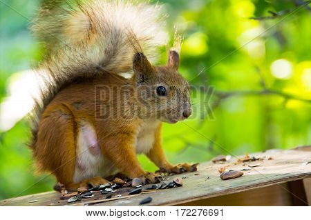 red squirrel sitting watching warily on the roof of the house among the nuts seeds closeup