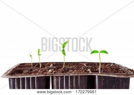 Young green shoots of seedlings in PVC capacity cassette isolated on white background. Pepper seedlings. Limited depth of field.