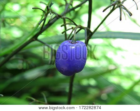 Purple blue Dianella berry Blueberry lily Lilly Native Australian plant