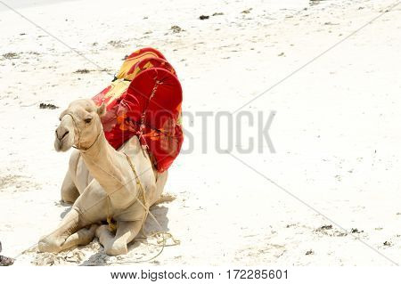 Dromedary sitting on Bamburi beach in Kenya