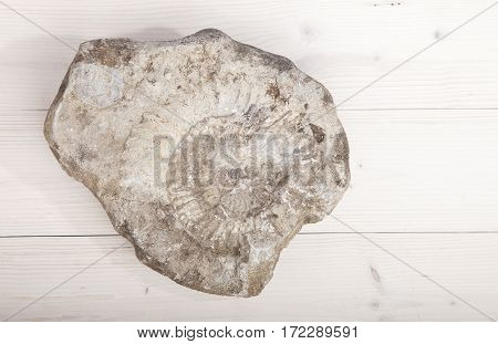 Nautilus fossil in stone on wooden background