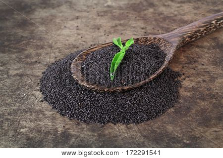 raw basil seed, herb in Thai, aids digestion as a laxative