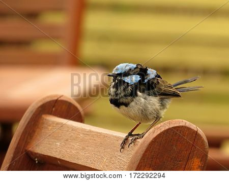 Close-up of a Superb Blue Fairy Wren Australian bird wildlife