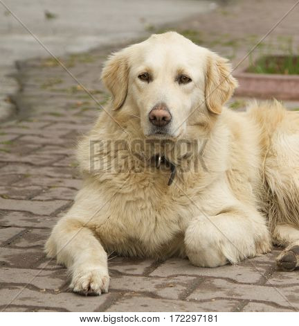 Golden retriever laying on the street looking to the camera