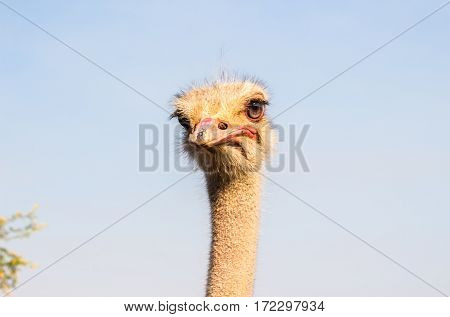 Portrait of ostrich face with bright eyes against blue sky