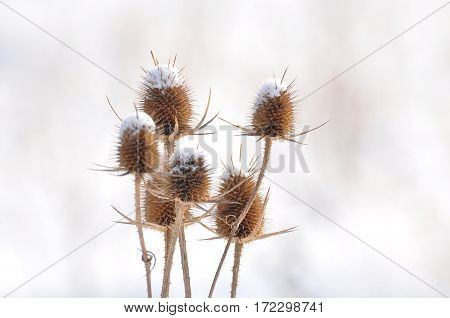 Teasel in nature, Teasel flower in bloom in a closeup