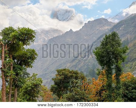 Mountain peak covered with glaciers and partly shrouded in clouds overtop above a mountain with trees in the foreground in the Himalayas