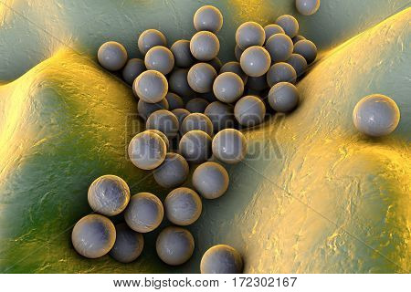 Bacteria Staphylococcus aureus MRSA on the surface of skin or mucous membrane, 3D illustration