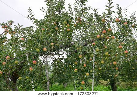 Apple (Malus domestica) on the tree in japan