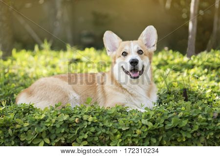 Corgi dog on the grass in summer sunny day