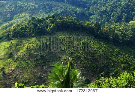 Reforestation on hill at Bao Loc mountain pass Vietnam pine tree planted to cover bare hill forest protection make environment go to better