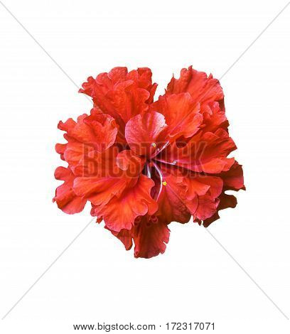 Red hibiscus flower isolated on white background with clipping path