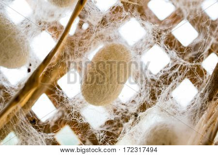 Raw silk, the first material before fabricate.