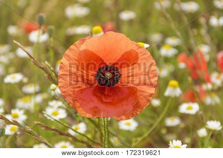 Springtime. Poppies in a field with chamomile flowers (Italy). Rural landscape with spring wildflowers.