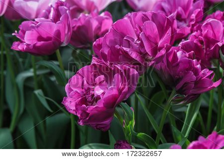 Flower bed with purple tulips (Tulipa) in spring time