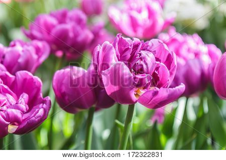 Flower bed with pink tulips (Tulipa) in spring time