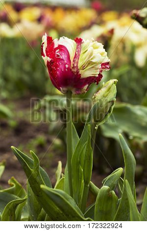 Flower bed with red tulips (Tulipa) in spring time