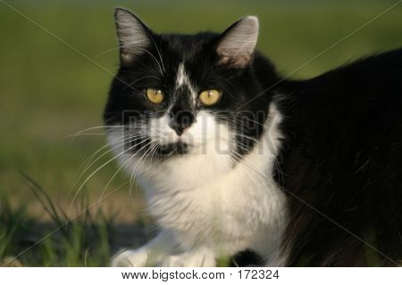 Kissa auringossa