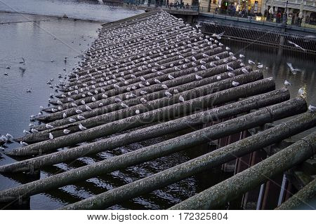 Huge number of white and gray pidgins sitting on the wooden beams used as breakwater (bulwarks) in Prague (the capital city of Czech Republic in Europe)