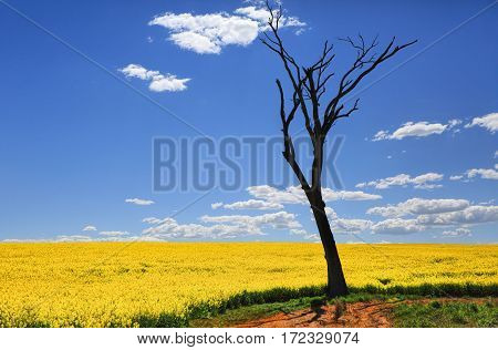 Bare Tree And Golden Canola In Spring Sunshine