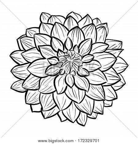Aster flower hand-drawn contour lines and strokes