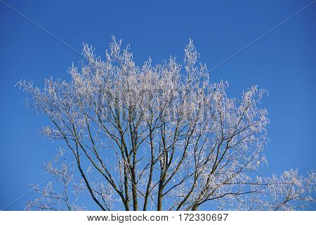 background, beautiful, birch, blue, bough, branch, climate, cold, color, cool, covered, december, february, forest, freeze, frost, frosted, frosting, frosty, hoarfrost, ice, icicle, icy, january, landscape, light, limb, natural, nature, outdoor, scene, sc