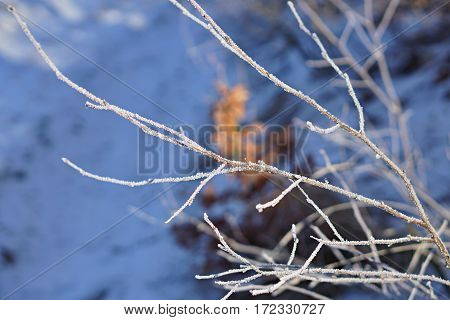 background, beautiful, birch, blue, bough, branch, climate, cold, color, cool, covered, december, february, forest, freeze, frost, frosted, frosting, frosty, hoarfrost, ice, icicle, icy, january, landscape, light, limb, natural, nature, outdoor, scene, sc