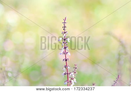 Painted nettle , Solenostemon  scutellarioides  flower in the garden