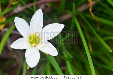 Zephyranthes grandiflora For other plants with the same common name, see Pink rain lily.