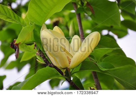 Yellow Magnolia (magnolia Brooklynensis)