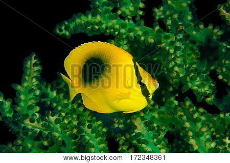 Mirror butterflyfish, Chaetodon speculum, in front of black sun coral, Tubastraea micrantha, Komodo Island, Indonesia, Indo-Pacific.  