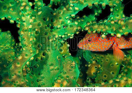 Coral grouper, Cephalopholis miniata, in black sun coral, Komodo Island, Indonesia, Indo-Pacific.   