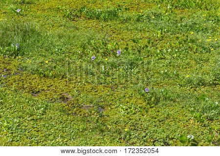 Swamp In Lagoa Do Peixe Lake
