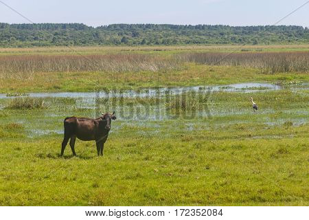 Cow And Maguari Stork In A Swamp On A Farm In Lagoa Do Peixe National Park