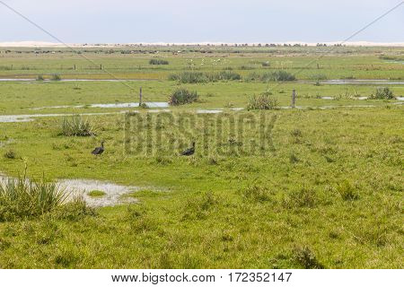 Southern Screamer In Lagoa Do Peixe Lake