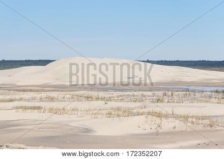 Vegetation On The Dunes At Lagoa Do Peixe National Park