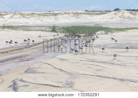 Seagul group in the sand of Mostardas beach