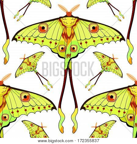 Seamless Pattern Butterfly Madagascar Comet Moth Moon  Vector Illustration
