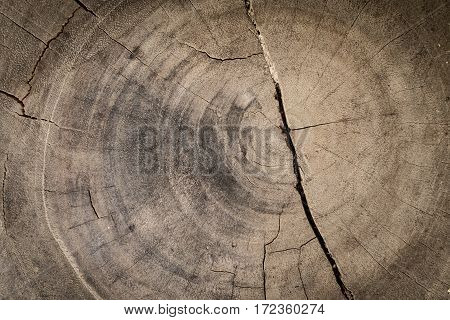 Cross section of the old tree. Wood annual rings. Old wood texture.