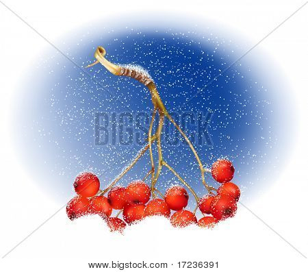 Vector. Ashberry sobre fondo de invierno cubierto de nieve.