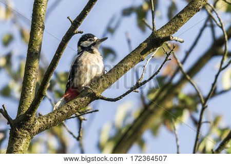 Great Woodpecker (dendrocopus Major)