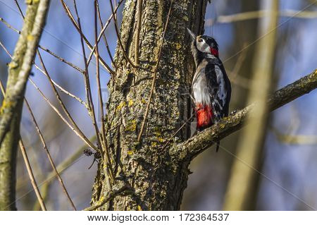 Great Woodpecker (dendrocopus Major)