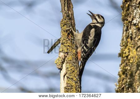 Great Woodpecker (dendrocopus Major)