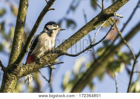 Great Woodpecker (dendrocopus Major)