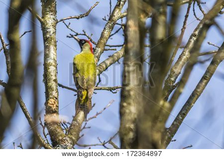 Green Woodpecker (picus Viridis)