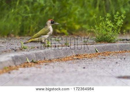 Green Woodpecker (picus Viridis)