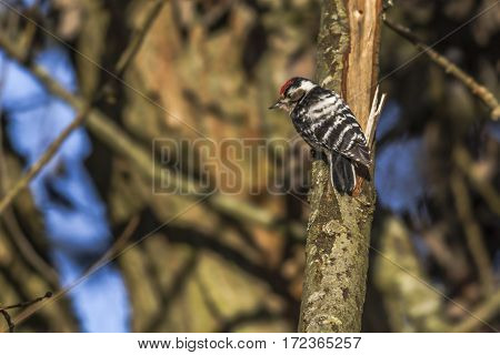 Lesser Pied Woodpecker (dryobates Minor)