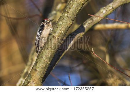 Lesser Pied Woodpecker (dryobates Minor)